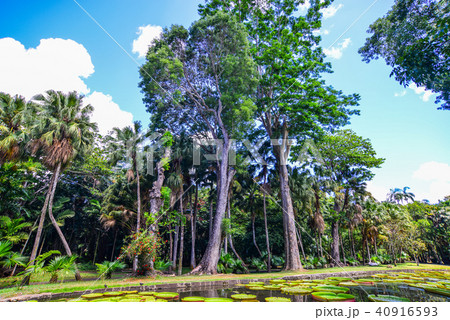 Trees in botanic garden Trees in botanic garden 40916593