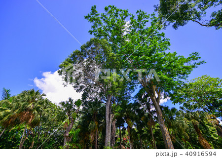 Trees in botanic garden Trees in botanic garden 40916594