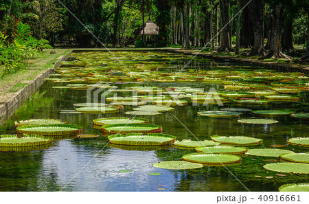 Giant water lilies (Victoria Amazonica) 40916661