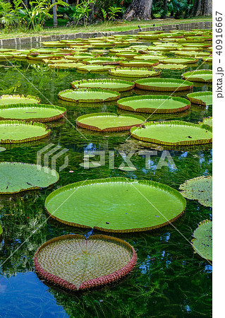 Giant water lilies (Victoria Amazonica) 40916667