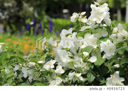 真っ白いバイカウツギ(梅花空木) 真っ白いバイカウツギ(梅花空木) 40916723