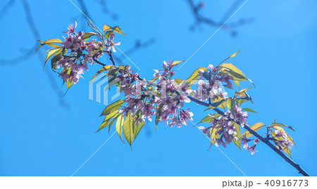 Cherry blossom under blue sky in spring time Cherry blossom under blue sky in spring time 40916773