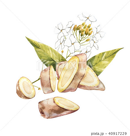 Watercolor horseradish sketch. Botanical illustration of organic, eco plant. Isolated on white 40917229