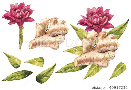 Hand Drawn Ginger and Horseradish watercolor sketch. Illustration For Food Design. 40917232