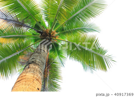 coconut tree isolated on white background 40917369