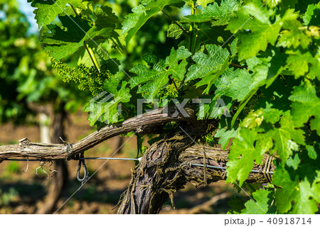 Simple graphic landscape of grape vines. Close-up Simple graphic landscape of grape vines. Close-up 40918714