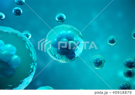 3D Rendering human or animal cells on blue background. Concept Early stage embryo Medicine 3D Rendering human or animal cells on blue background. Concept Early stage embryo Medicine 40918879