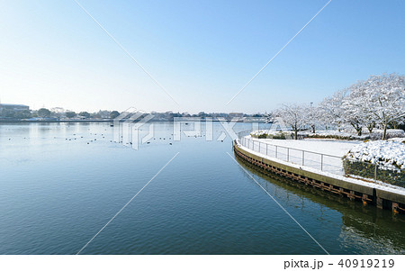 雪の積もった公園 雪の積もった公園 40919219