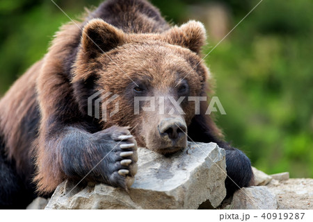Brown bear (Ursus arctos) portrait in forest 40919287
