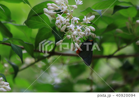 アオバセセリ アオバセセリ 40920094