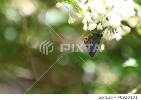 アオバセセリ アオバセセリ 40920101