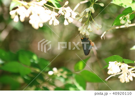 アオバセセリ 40920110