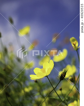 コスモス コスモス 40920535