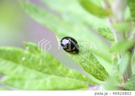 ダンダラテントウ ダンダラテントウ 40920802