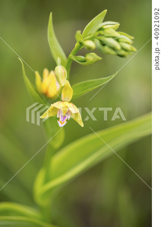 カキラン　長万部町 40921092