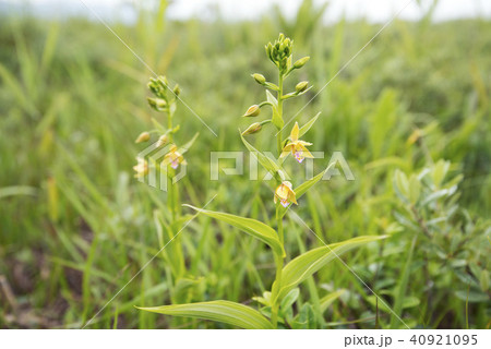 カキラン 長万部町 カキラン 長万部町 40921095