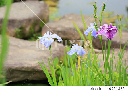 ハナショウブの花 ハナショウブの花 40921825