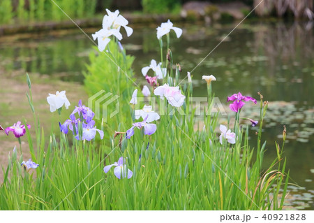 ハナショウブの花 ハナショウブの花 40921828