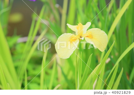 ハナショウブの花 40921829
