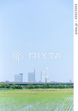 初夏 田植えが終わった見沼田んぼ 初夏 田植えが終わった見沼田んぼ 40925004