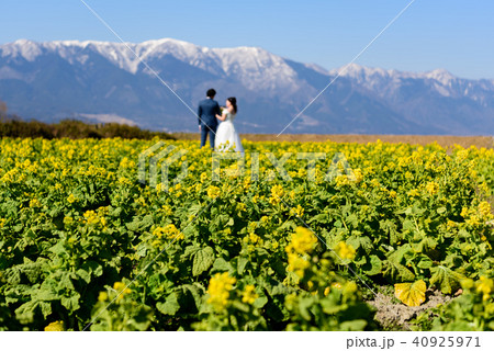 比良山系と菜の花　カップル 40925971