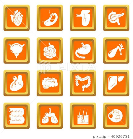 Internal human organs icons set orange square vector Internal human organs icons set orange square vector 40926751