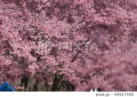 オカメザクラ 40927468