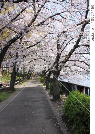 大阪桜之宮公園 大阪桜之宮公園 40927469