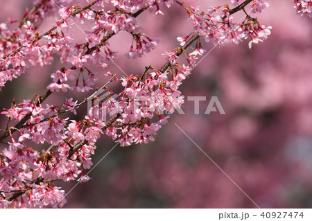 オカメザクラ 40927474