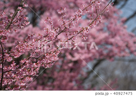 オカメザクラ 40927475