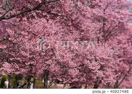 オカメザクラ 40927486