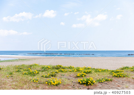 青森県八戸市　春の白浜海水浴場 40927503