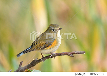 ルリビタキ　 40927567