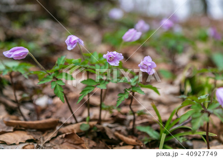 妙高高原笹ヶ峰山野草 40927749