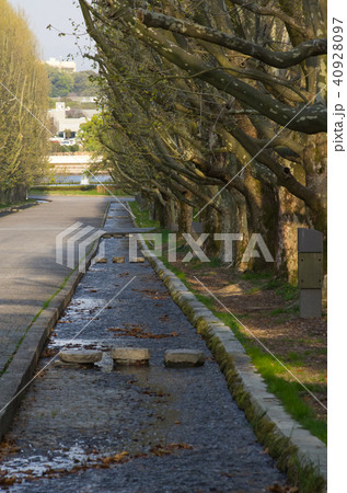 万博記念公園のプラタナス並木のある風景 40928097