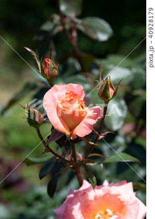 ピンクとオレンジのばら ケニギンベアトリックス の花のアップ の写真素材