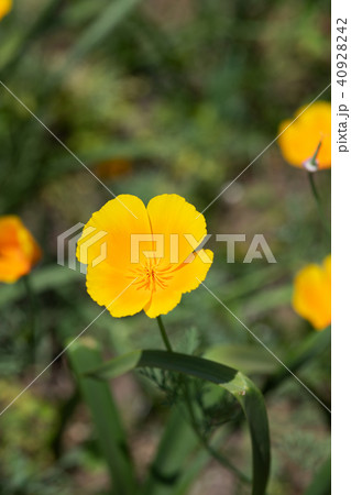 黄色いカリフォルニアポピーの花のアップ 40928242
