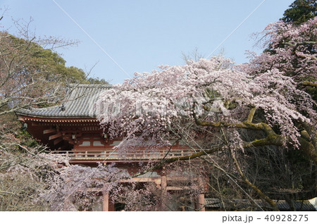 桜 桜 40928275