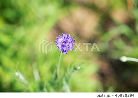紫色のヤグルマギクの花のアップ 紫色のヤグルマギクの花のアップ 40928294