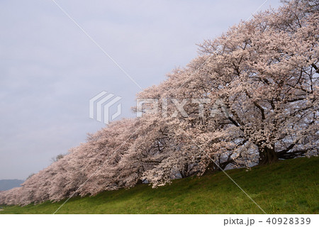 京都八幡　背割提の桜　早朝 40928339