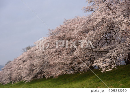 京都八幡　背割提の桜　早朝 40928340