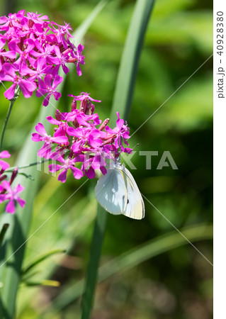 ピンク色の花の蜜を吸うモンシロチョウの写真素材