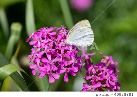 ピンク色の花の蜜を吸うモンシロチョウの写真素材