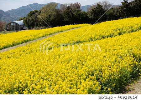 あわじ花さじき 菜の花の写真素材