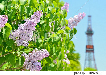 さっぽろライラックまつり 40928886
