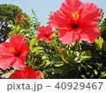 赤いハイビスカス 40929467