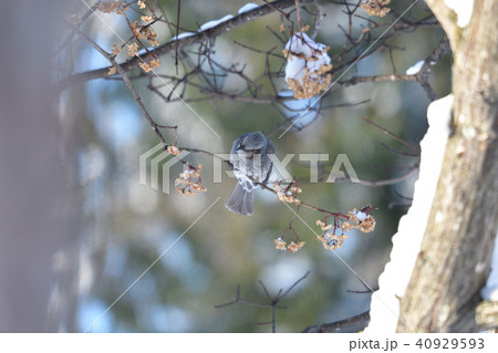 雪とマユミとヒヨドリ 雪とマユミとヒヨドリ 40929593