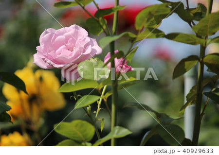 白 薔薇 黄 白 薔薇 黄 40929633