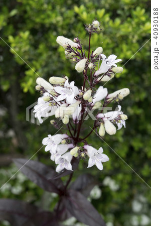 ペンステモン　ハスカーレッド 40930188