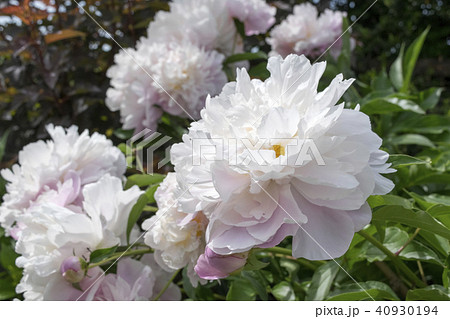 シャクヤク　キャサリンフォンテン 40930194